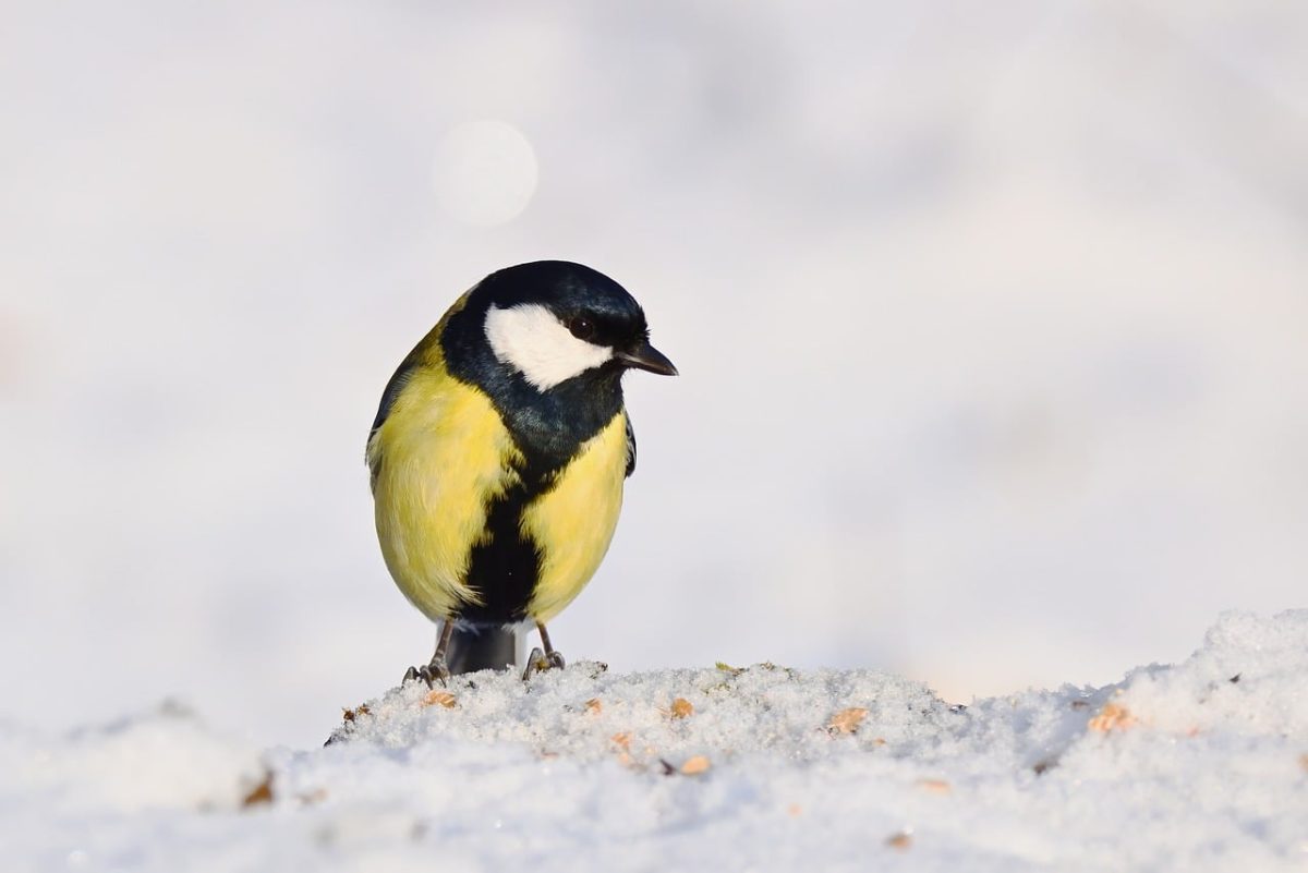 great tit, bird, nature, winter, snow, songbird, plumage, ornithology, sitting, beak, bird watching, foraging