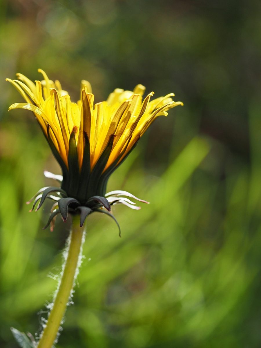 dandelion, flower, macro, close up, phone wallpaper, blossom, bloom, plant, wildflowers, abstract, wallpaper