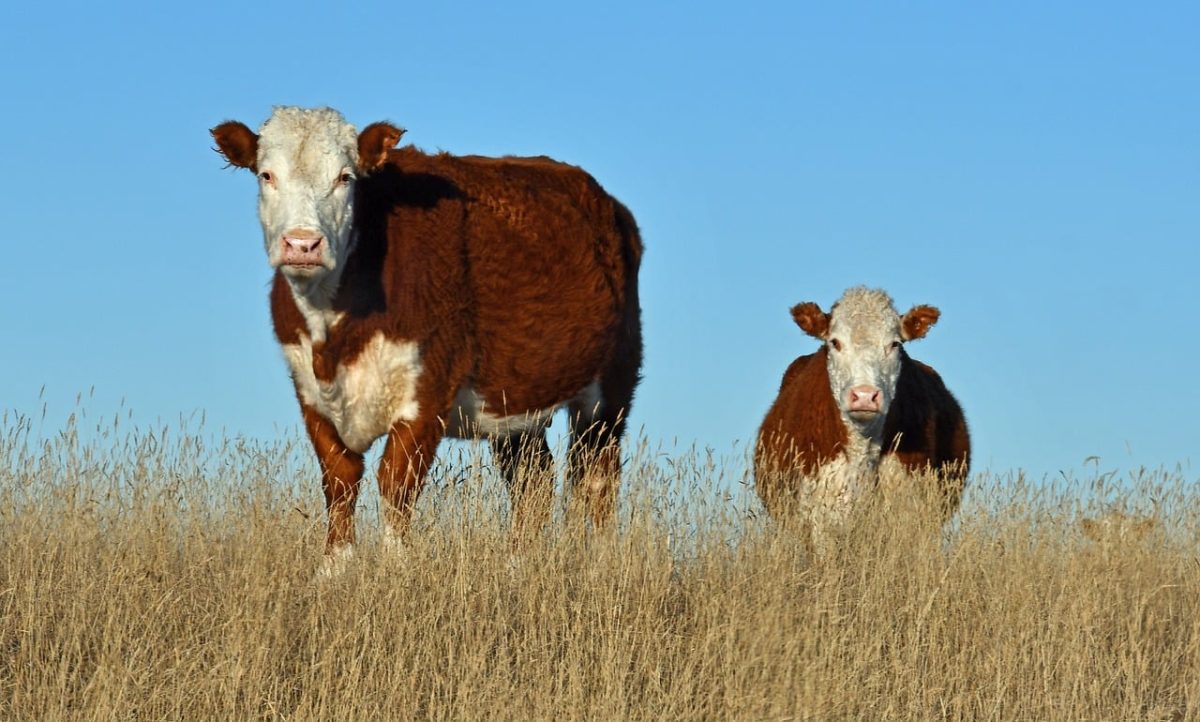 hereford, nature, cattle, beef, breed, farm, rural, pasture, countryside, bovine, agriculture, livestock, cow, grass, ranch