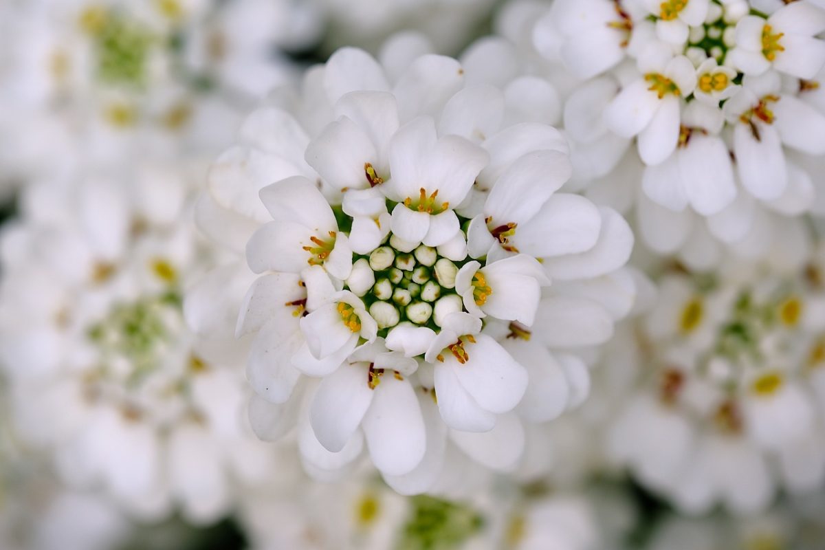 flower, nature, bloom, macro, white, plant, background