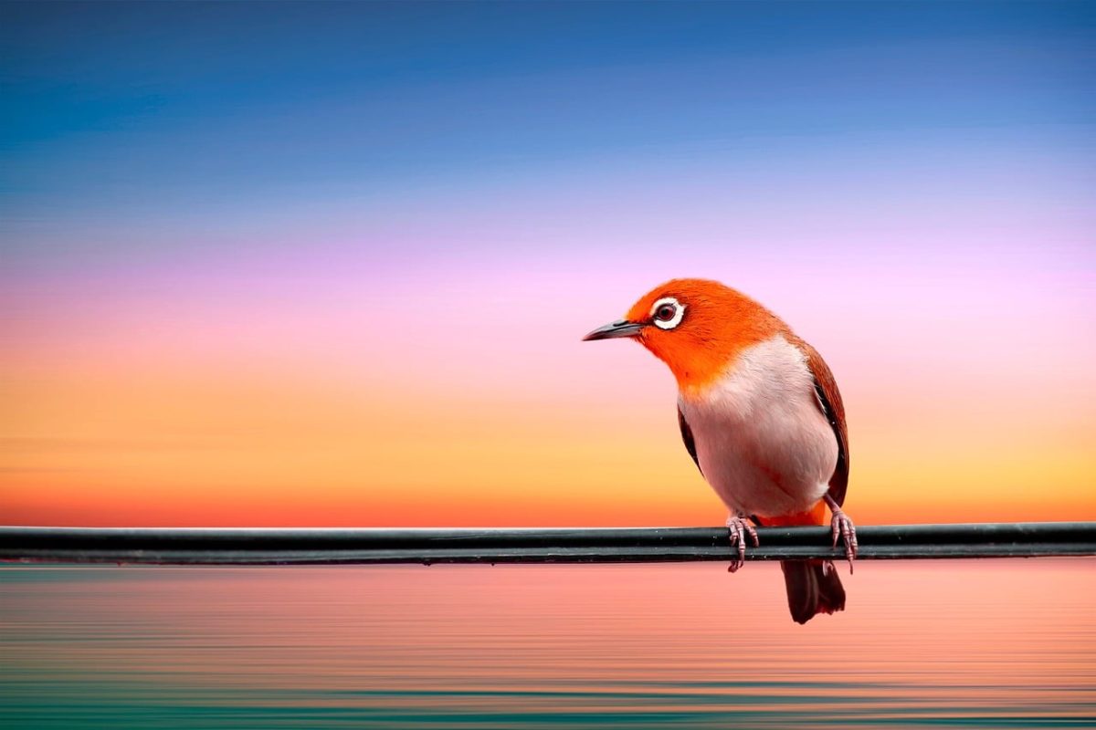bird, colorful, pens, nature, water, lake, sunset, fantasy