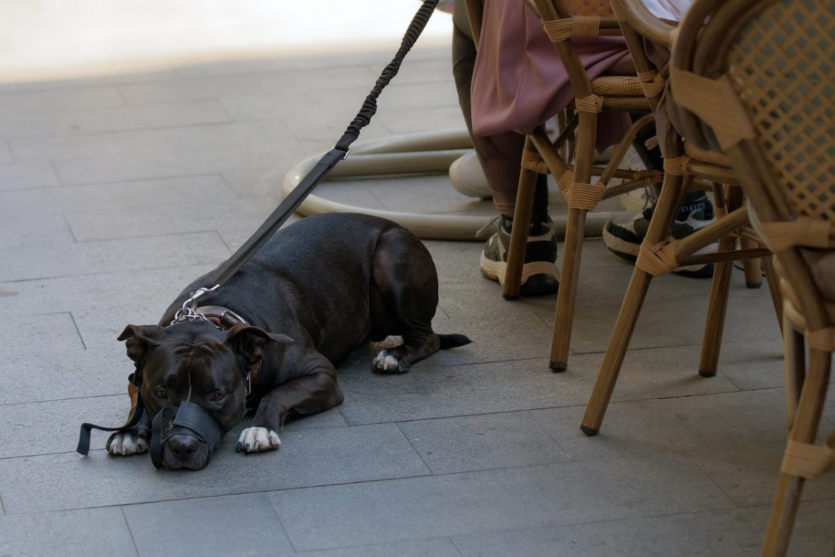 dog, pet, leash, animal, fur, black, lying, pavement, outdoors, nature, terrace, brasserie, sidewalk, street, chairs, people