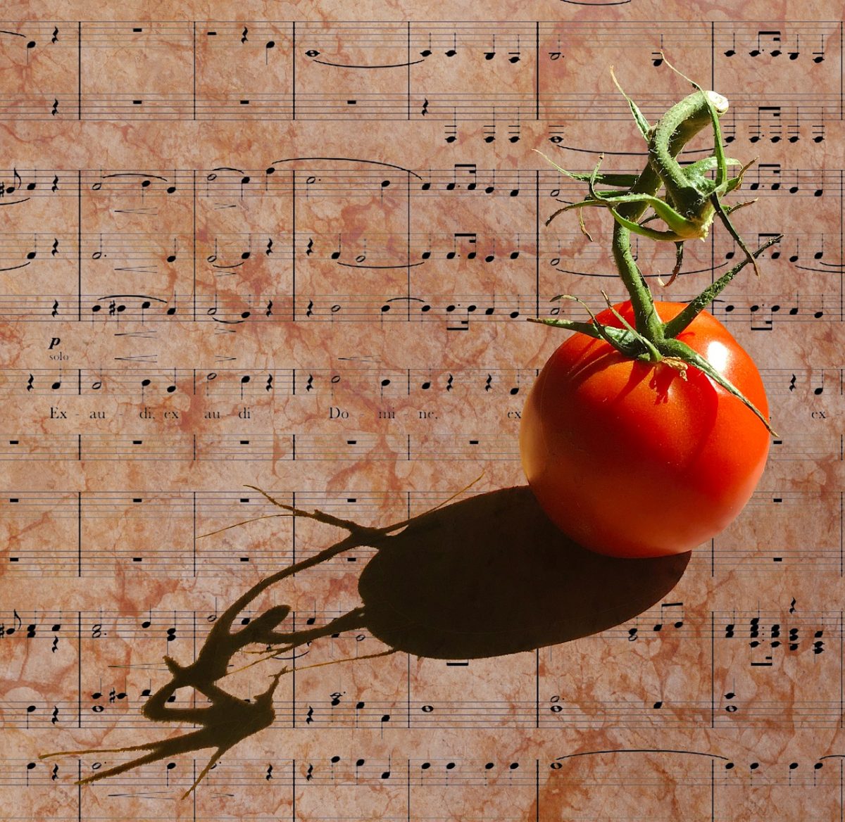 tomato, fruit, eat, summer, music, shadow, hd wallpaper, nature, decoration, wallpaper, texture, assembly, still life