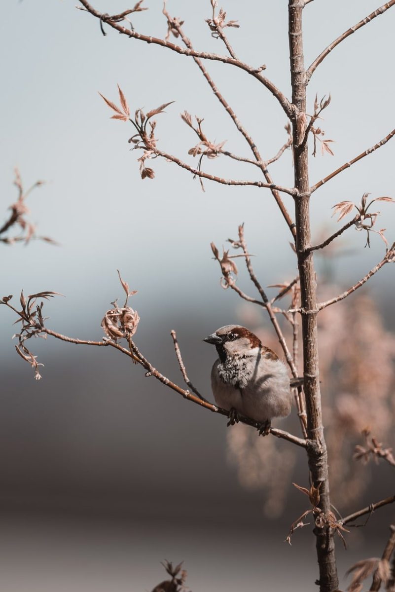 sparrow, mobile wallpaper 4k, branch, springtime, iphone wallpaper, lock screen wallpaper, nature, birdwatching, soft colors, cherry blossom, ipad wallpaper, wildlife photography, mobile wallpaper, tranquility, beautiful wallpaper, phone wallpaper, small birds, urban nature, avian, wallpaper, background, samsung wallpaper, 4k, desktop wallpaper, desktop background