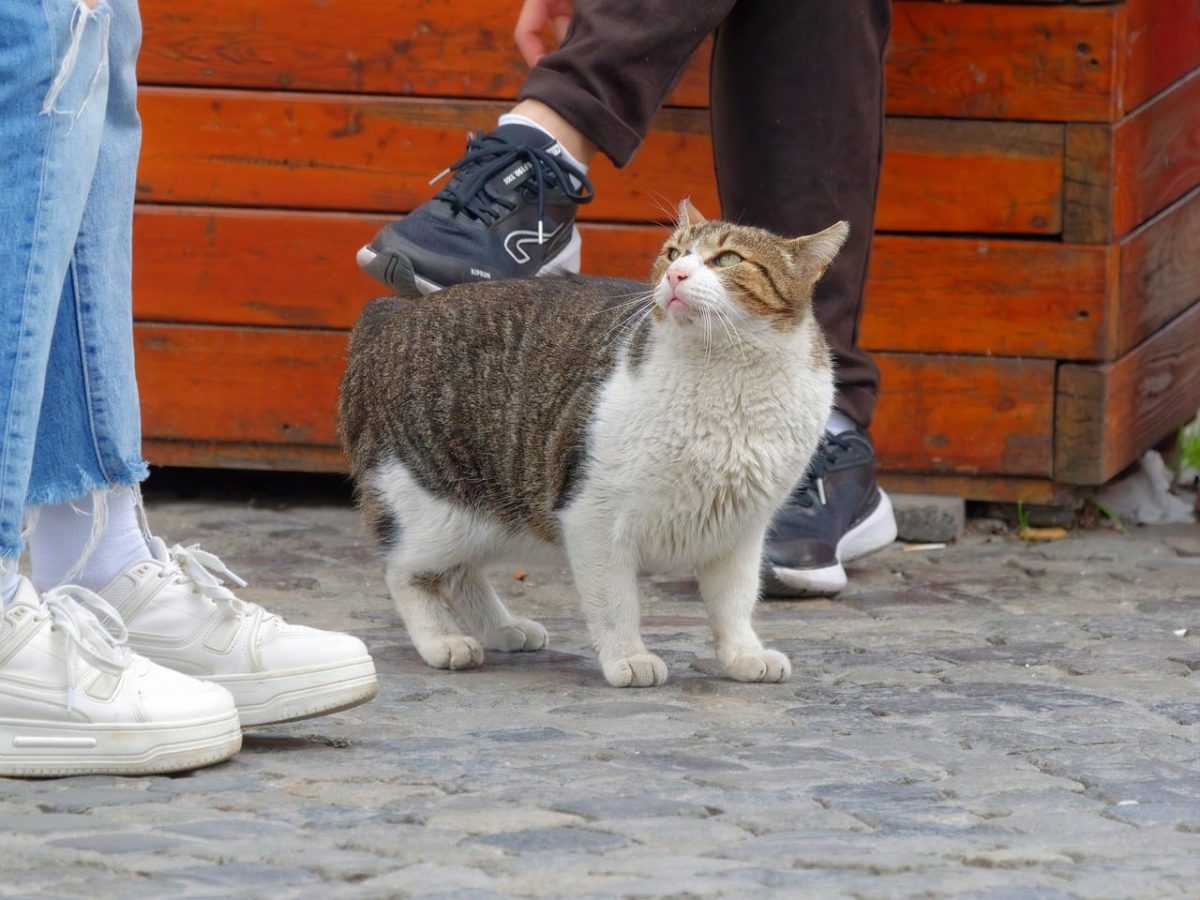 cat, pet, feline, fur, animal, standing, pavement, street, urban, looking, people