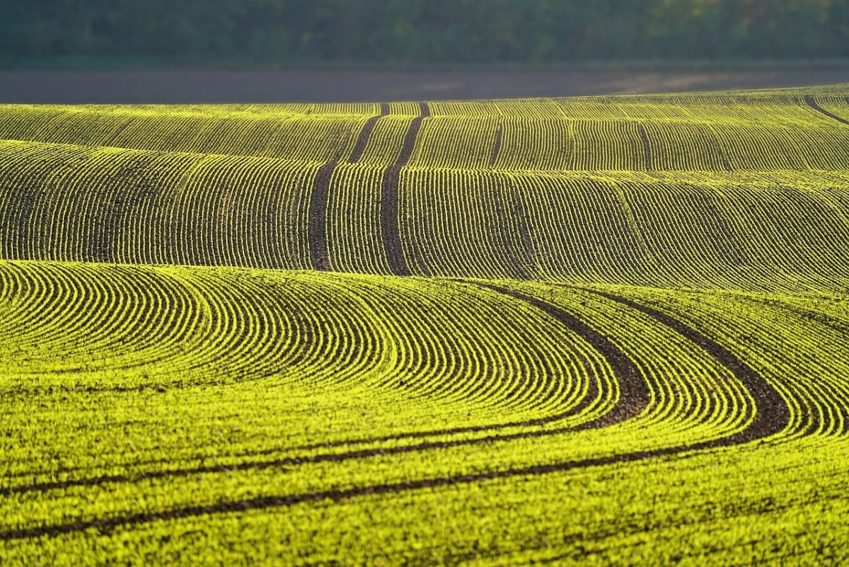 field, free wallpaper, plant, desktop backgrounds, wallpaper hd, young plants, green, beautiful nature, alignment, cool backgrounds, 4k wallpaper 1920x1080, valley, hilly, nature, mac wallpaper, free background, landscape, beautiful wallpaper, spring, wallpaper 4k, agriculture, hd wallpaper, culture, plantation, nature wallpaper, windows wallpaper, full hd wallpaper, 4k wallpaper, wallpaper, nature background, desktop picture, hintergrundsbild, floral background, laptop wallpaper, yk