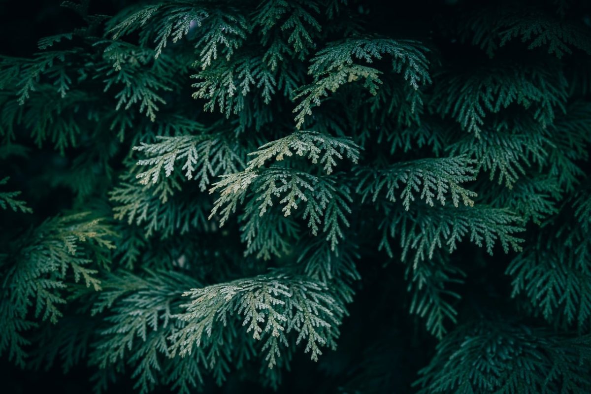 tree, desktop backgrounds, forest, hd wallpaper, wallpaper 4k, 4k wallpaper, wallpaper hd, cool backgrounds, dark green, flora, free wallpaper, pattern, evergreen tree, branch, coniferous tree, free background, coniferous, dark, dark background, close up, nature, green, mac wallpaper, backdrop, wallpaper, abstract, evergreen, nature wallpaper, laptop wallpaper, white cedar, full hd wallpaper, beautiful wallpaper, 4k wallpaper 1920x1080, outdoor, evergreen branches, beautiful nature, background, conifer tree, windows wallpaper, nature background, conifer