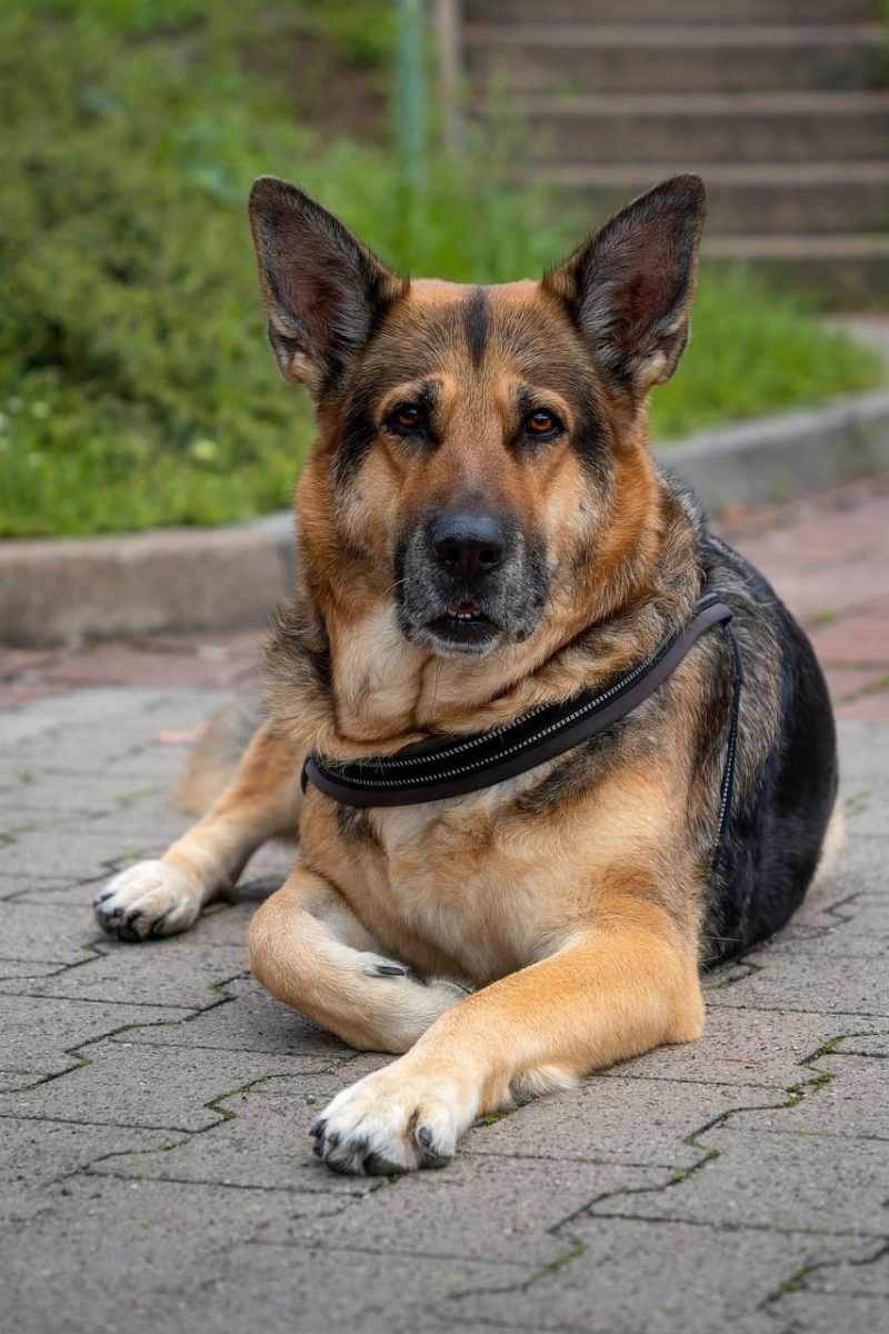 dog, old german shepherd, pet, shepherd dog, herding dog, long stick hair, family dog, loyal, intelligent, athletic, vigilant, obedience, dog breed, nature lover, dog sport, companion dog, security service, dog training, puppy, young dog, animal, animal lover, dog owner
