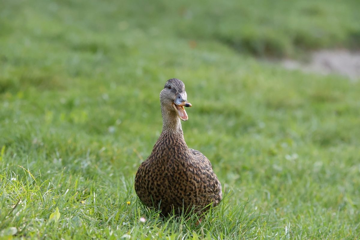 duck, bird, water bird, austria, linz, nature