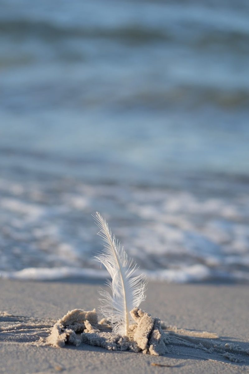 feather, beach, sand, baltic sea, nature, north sea, water, outdoors, postcard motif, blue