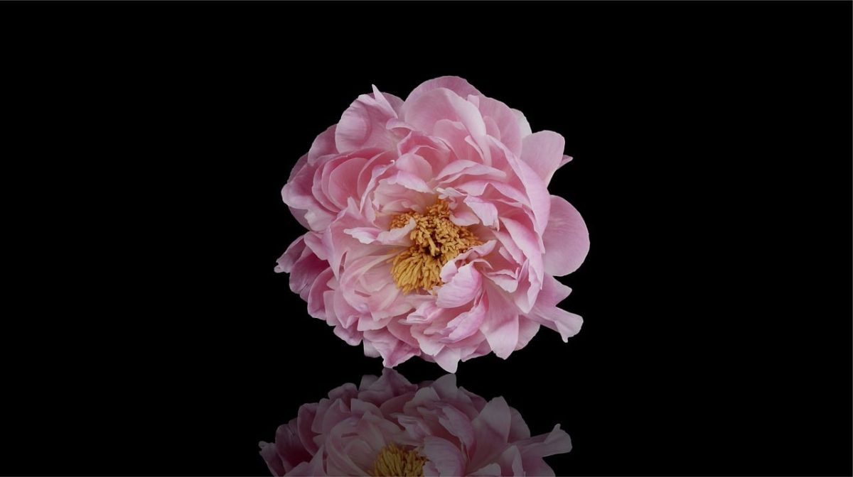 peony, nature, flower background, flower, bloom, blossom, pink, flora, plant, petals, spring, botany, blooming, closeup, pastel, reflected, beautiful flowers, flower wallpaper, mirrored, copy space, greeting card, alone, single, solitary