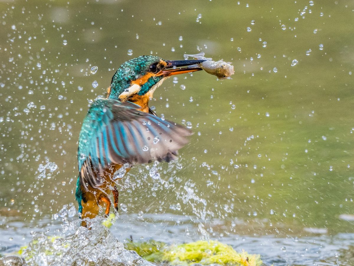 kingfisher, bird, nature, wildlife, plumage, ornithology, avian, birdwatching, feathers, flying, flight, wings, water, fish, fishing, uk