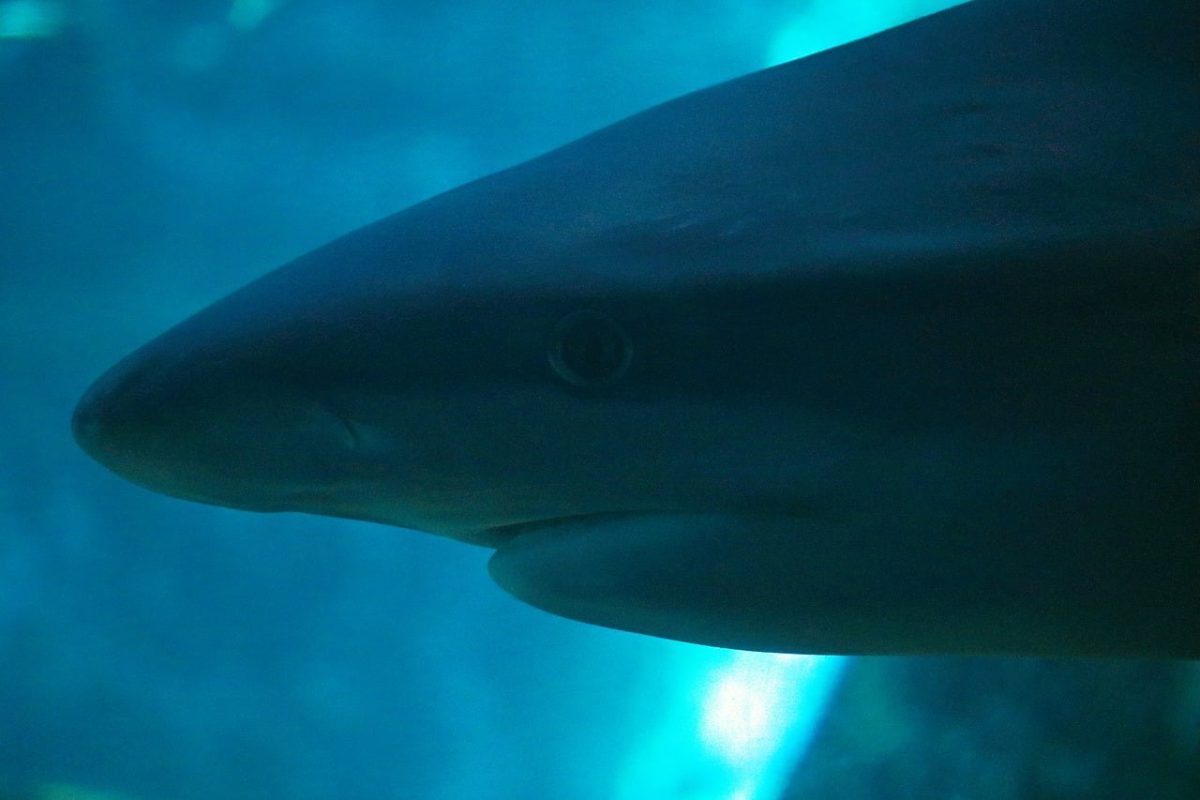 shark, blue water, silent, sleek, watching, nature, wildlife, aquarium