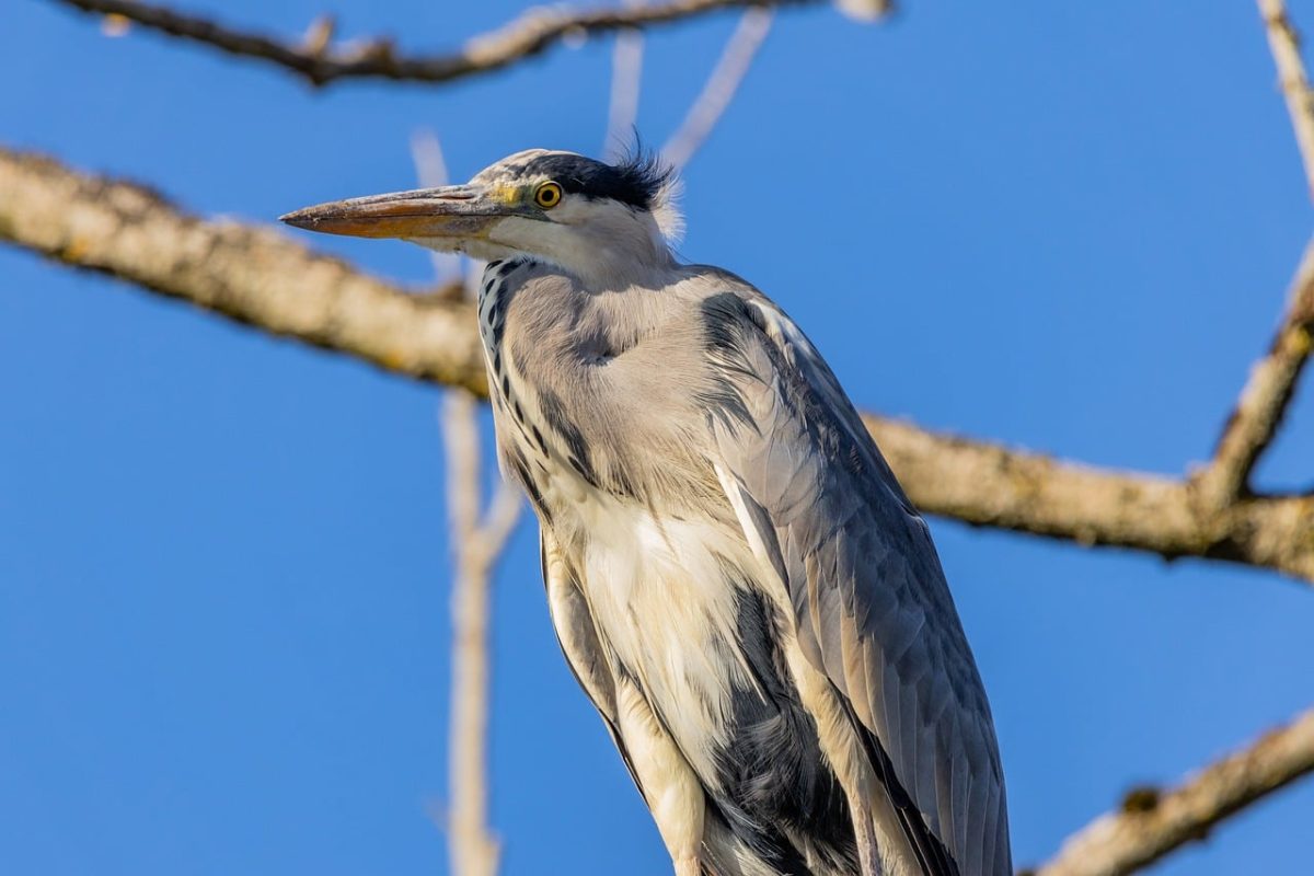 grey heron, nature, heron, bird, water bird, wildlife, animal, plumage, lake, fog, ornithology, beak, flow, wader, park, prey, water, sun, feathers, wing, bird watching, tomorrow, sunrise, pond