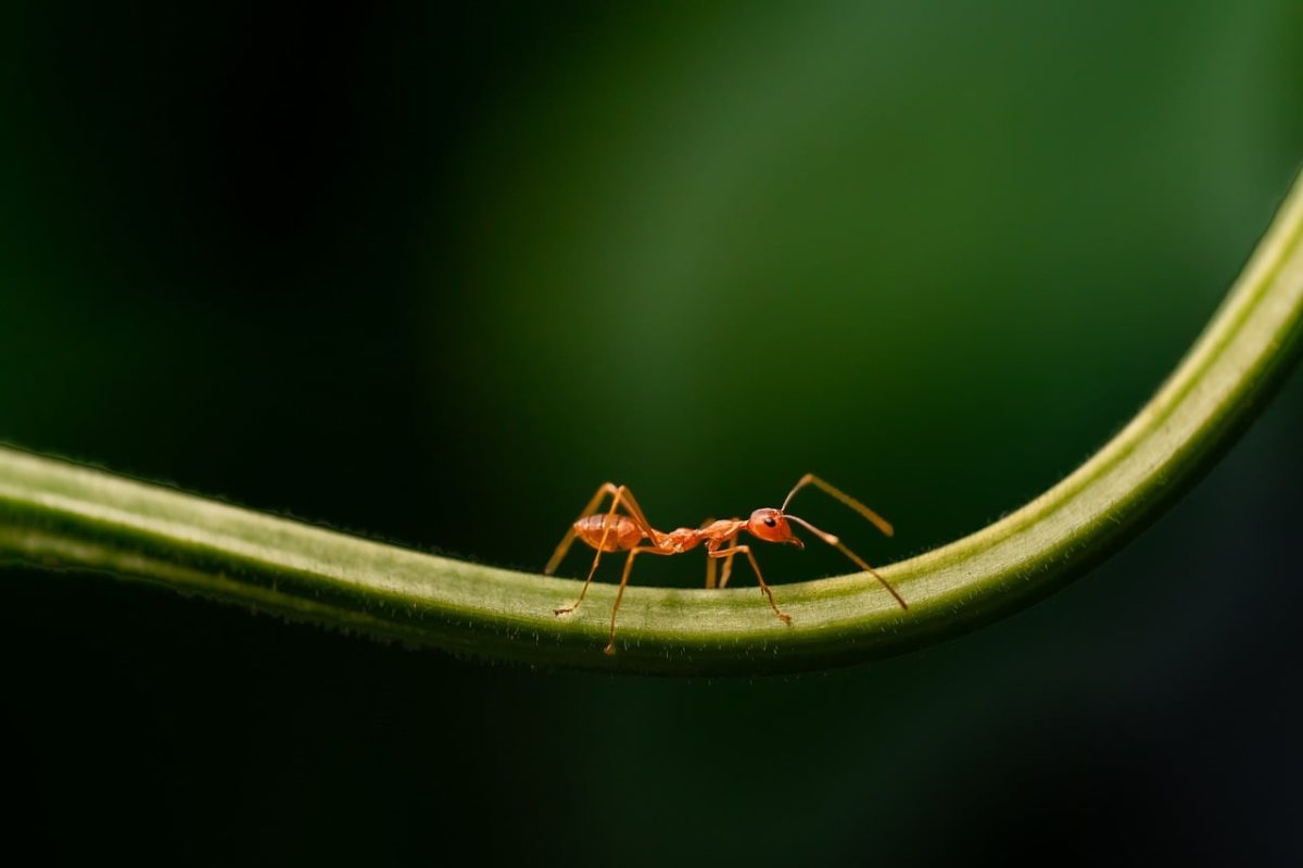 ant, ants, nature, insects, green