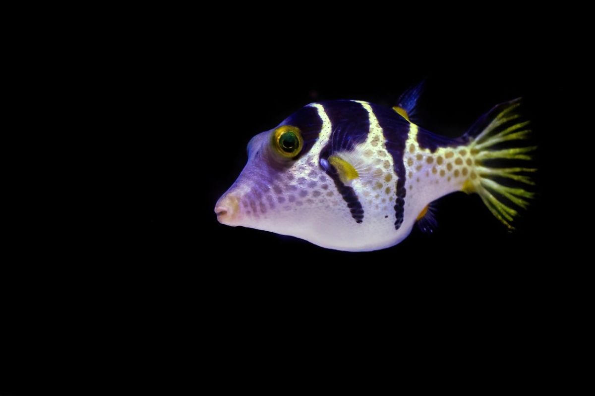 poisonous, puffer fish, fish, pufferfish, underwater, aquarium, puffer, tropical, valentins sharpnose puffer, cairns aquarium, blacksaddle toby