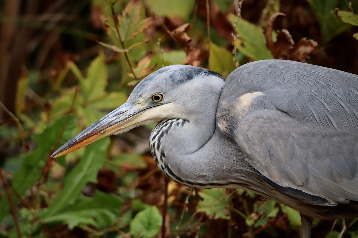 grey heron, heron, water bird, bird, plumage, beak, on the lurk, wildlife