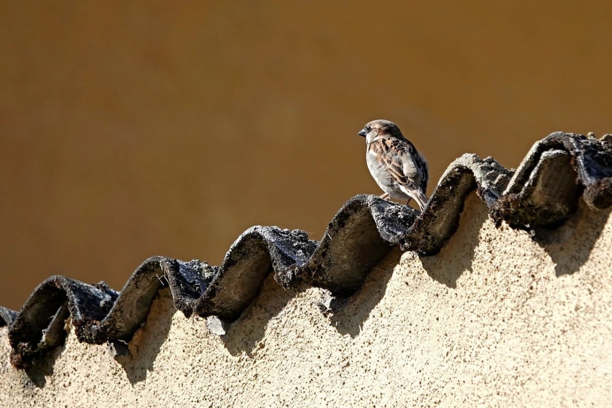 bird, fauna, roof, relax, view, nature, monochrome, wavy, beige, brown, calm