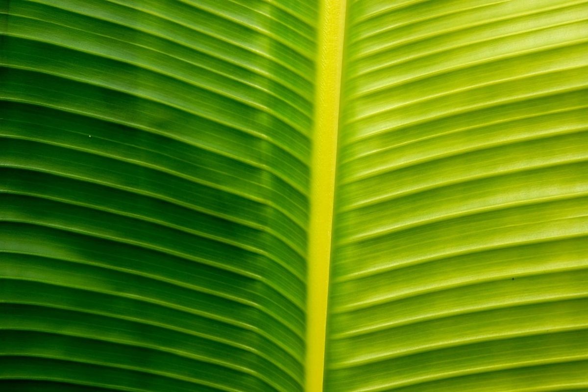 plant, fauna, leaf, abstraction, line, regularity, symmetry, interesting, nature