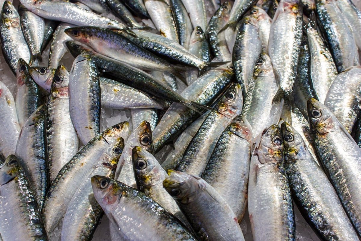 sardines, fish, fish shop, nature, fishing, food, market, healthy, delicious, vitamins, fresh, diet, salting