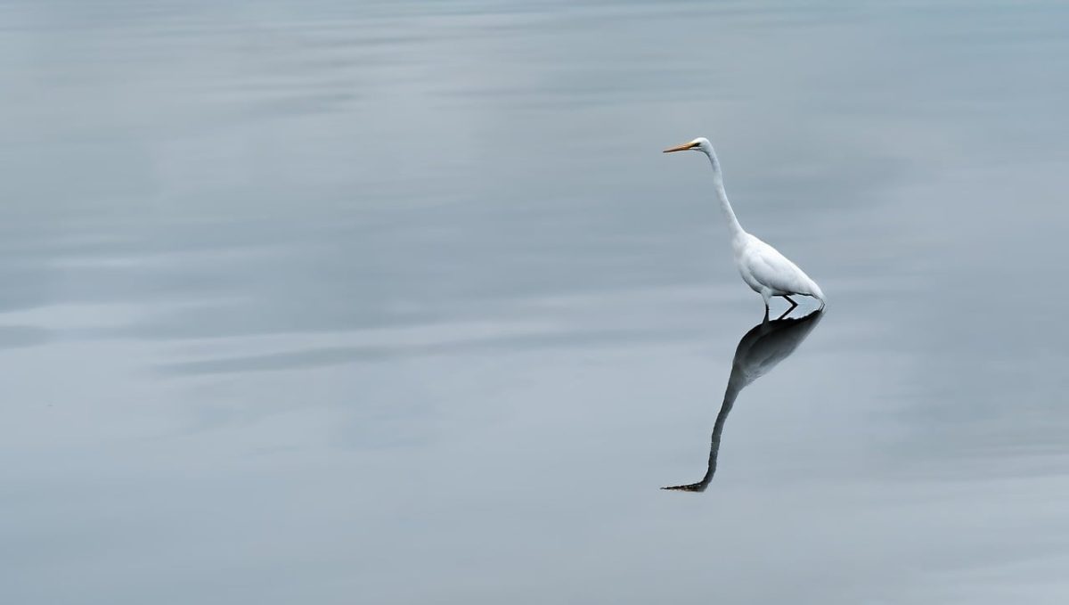water, nature, reflection, liquid, bird, wildlife, avian, animal