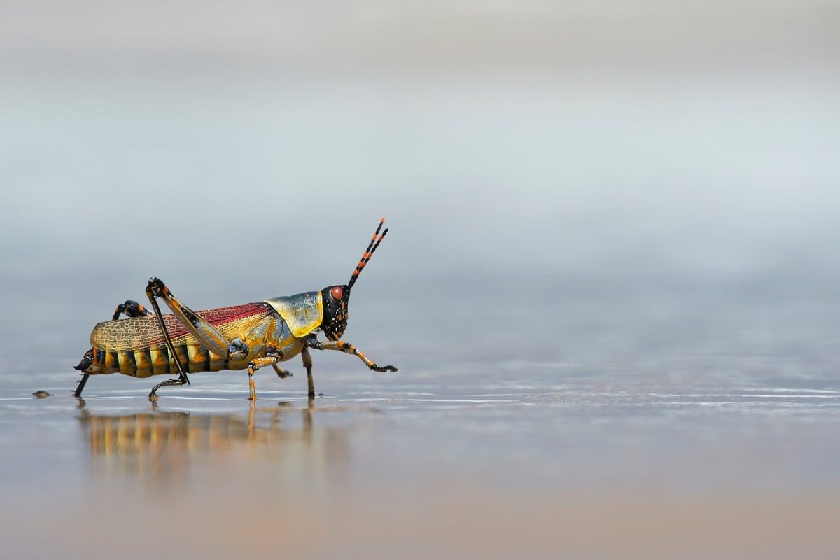 beach, harlequin grasshopper, coloured, multicoloured, nature, insect, south africa