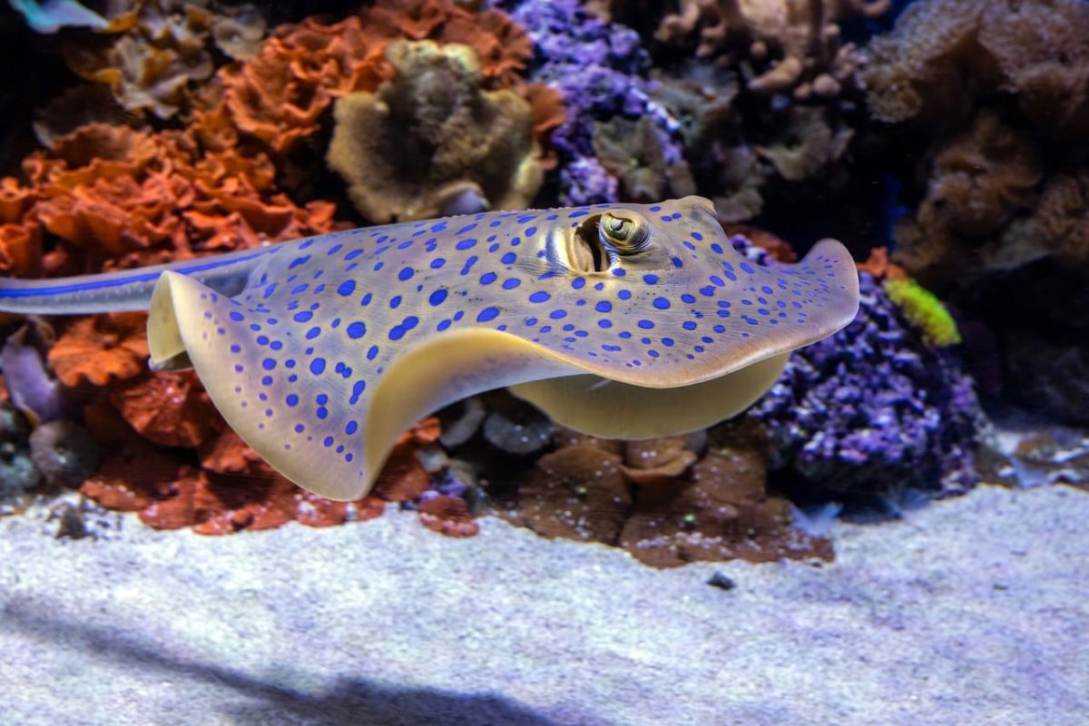 stingray, fish, nature, underwater, aquarium, ray, blue-spotted stingray, cairns aquarium, swimming, swimming stingray