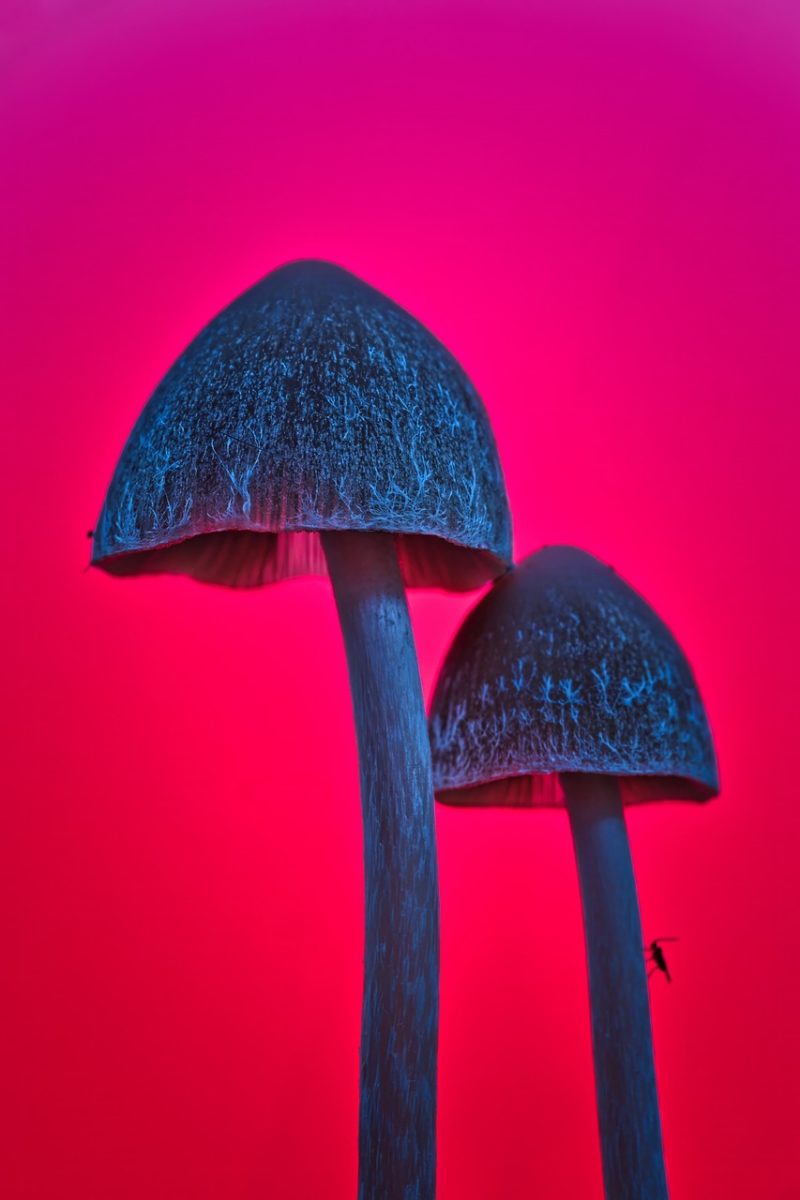 fall, macro, close up, nature, mushroom, forest, forest floor, forest mushrooms