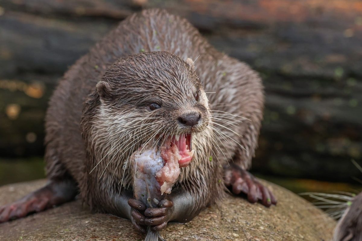 otter, nature, animal, water