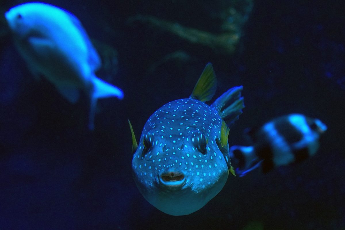 face, puffer fish, eyes, portrait, nature, close up, template, background