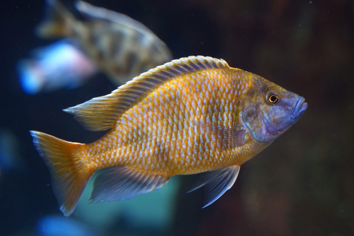 fish, perch, giraffe cichlid, multicoloured, water, underwater, nature, aquarium