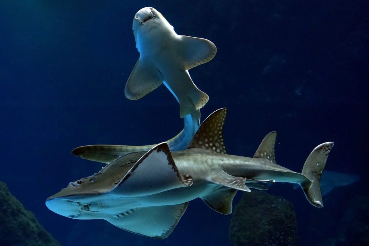 guitarfish, smelled, shark, encounter, animals, fishes, nature, hd background