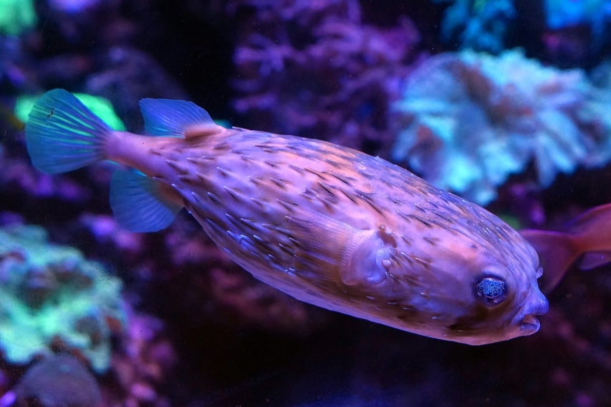 puffer fish, spur, eye, glitter, fishes, water, underwater, aquarium