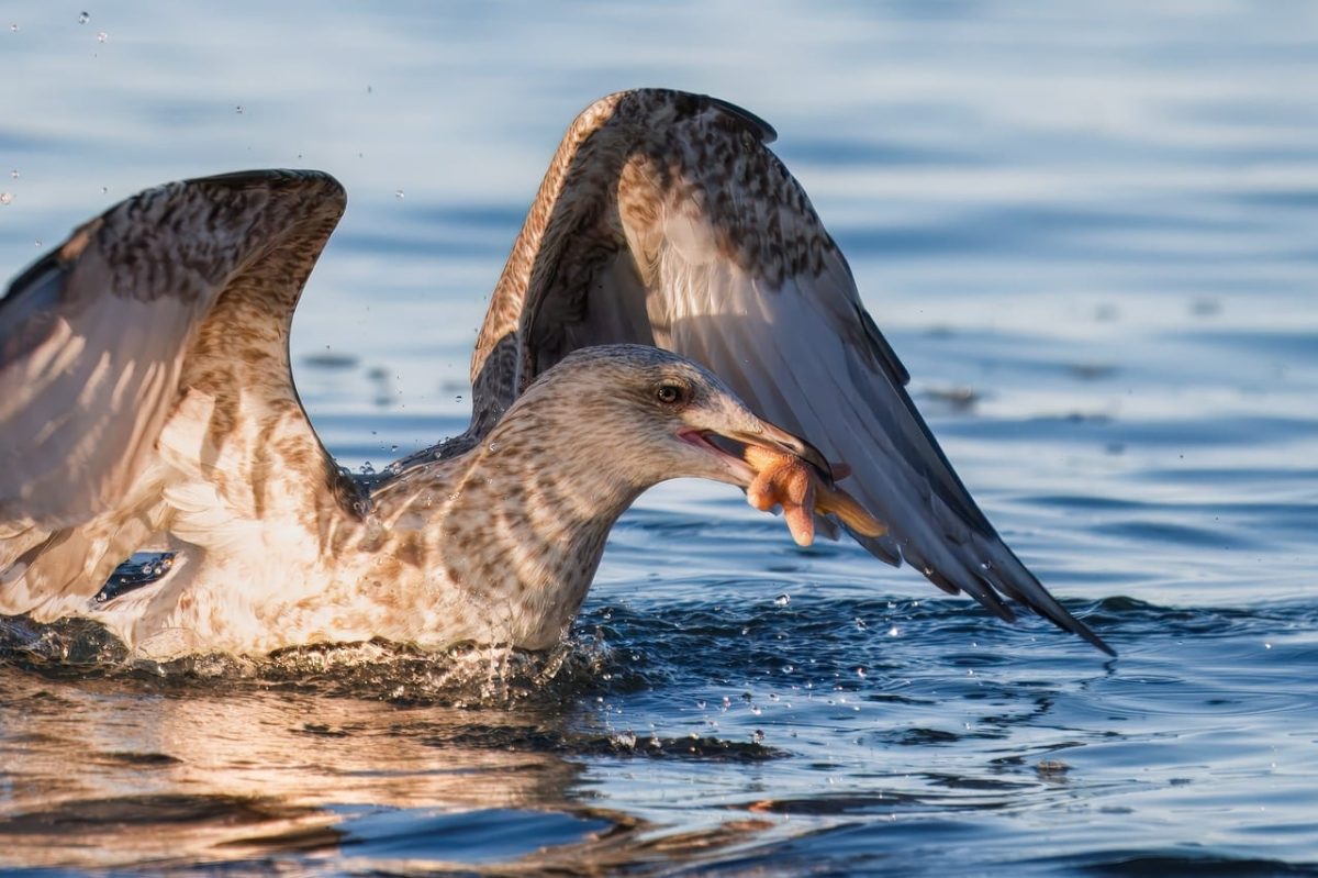 gull, starfish, bird, sea, ornithology, wildlife, seabirds, beak, plumage, water, bird watching, echinoderms, sea animal