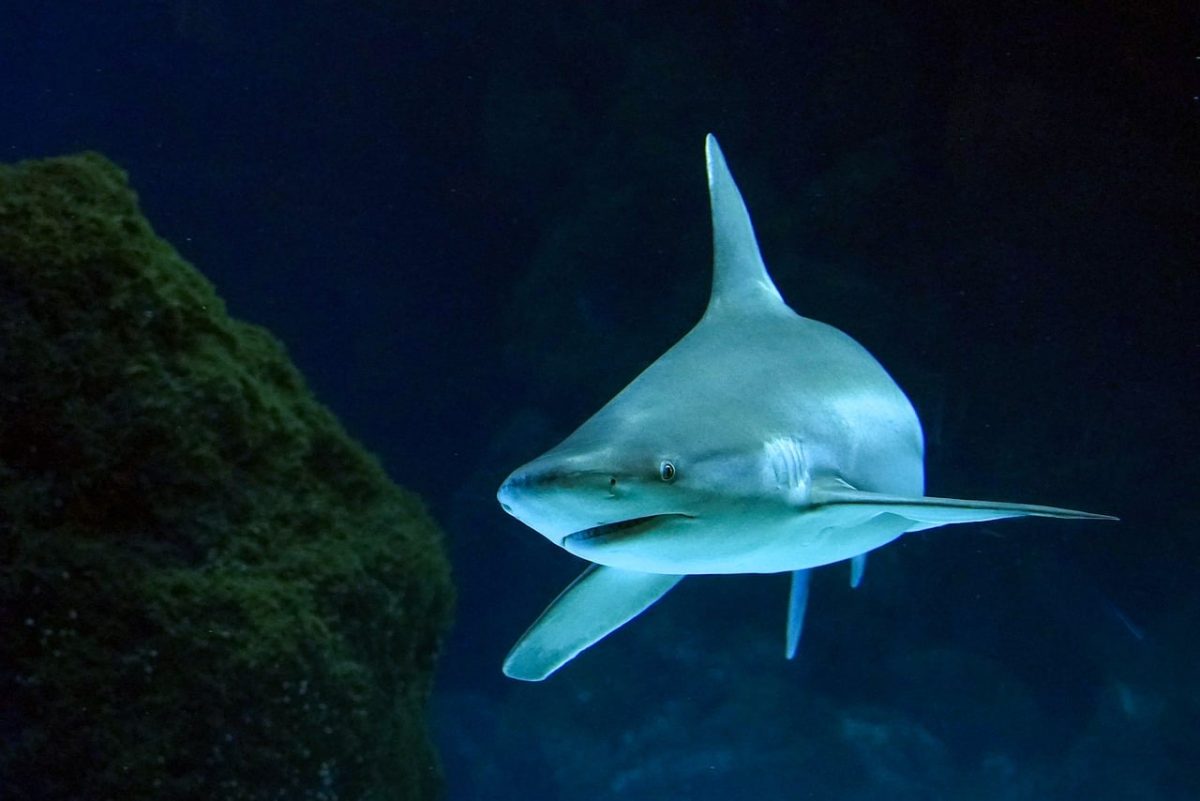 shark, sea, fishes, underwater, animal, predator, underwater world