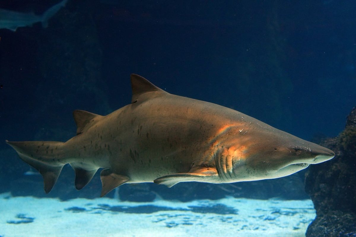 shark, sea, fishes, underwater, animal, predator, underwater world, large