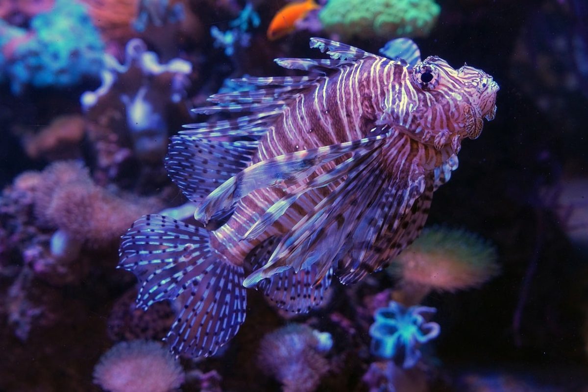 lionfish, nature, underwater, aquarium, fishes, exotic, poisonous, beautiful