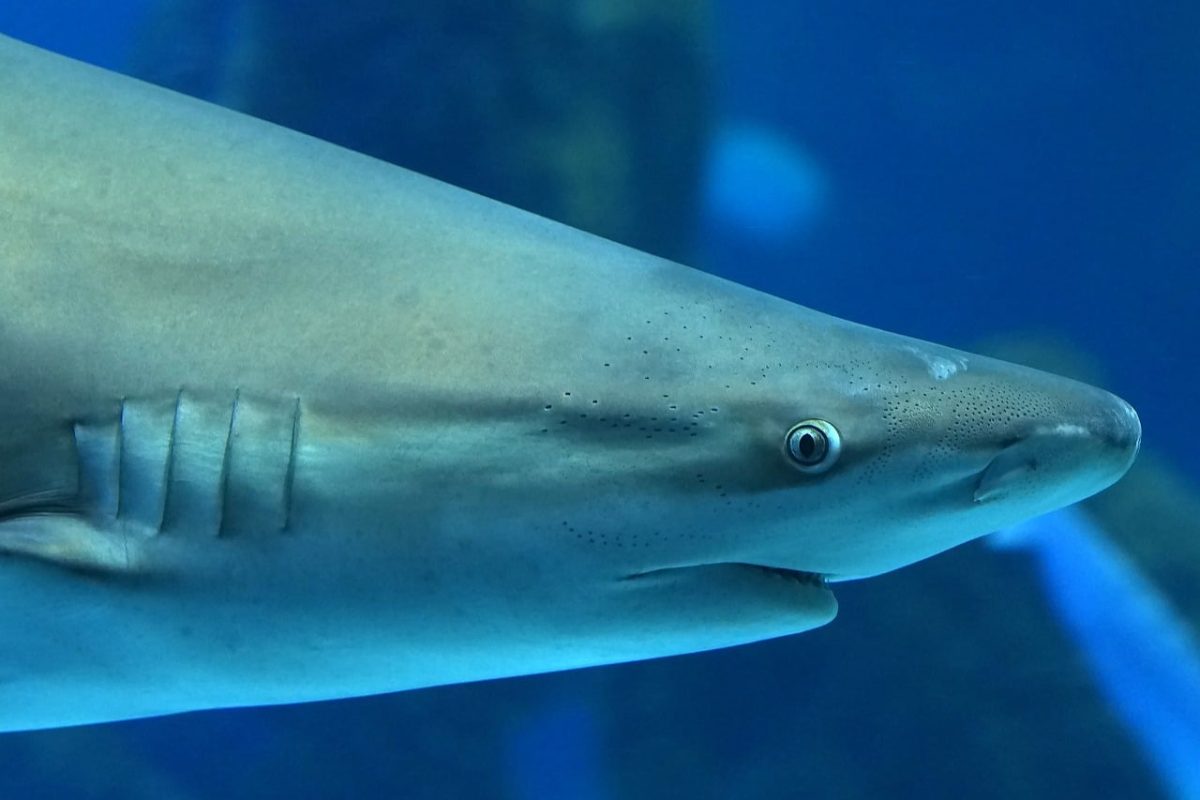 shark, face, eye, close up, sight, nose, animal