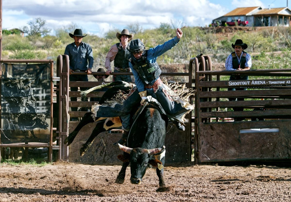 rodeo, cowboy, western, livestock, nature, riding, competition, show, animal, bull