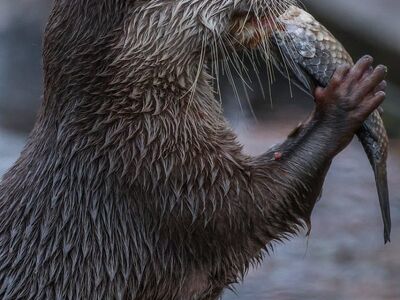 otter, nature, animal, water