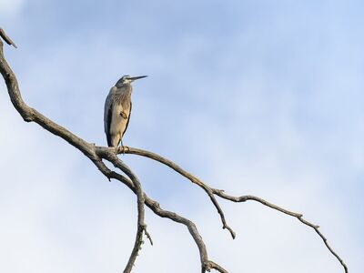 white-faced heron, heron, egretta novaehollandiae, bird, animal, wildlife, feathers, plumage, wings, bill, beak, nature, perched, avian, australia