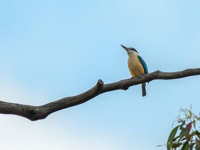 sacred kingfisher, kingfisher, todiramphus sanctus, bird, beak, feathers, plumage, bill, animal, wildlife, wilderness, nature, fauna, avian, wild, australia