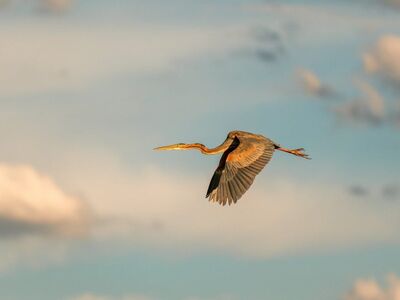 nature, wilderness, heaven, birds, africa, safari, animals, wildlife, national park, to travel, flow, blue
