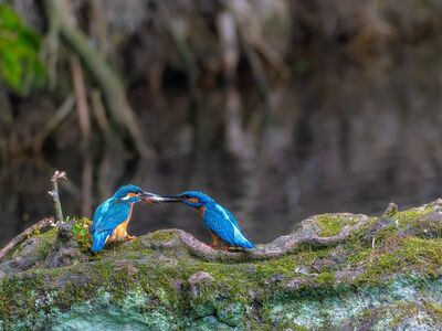 birds, kingfisher, wildlife, ornithology, tree, branch, wing, beak, plumage, family, hd background, nature, bird watching, landscape, birdwatching, fish, gift, bridal gift, courtship, spring, animal photography