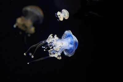 jellyfish, sea, nature, underwater, animal