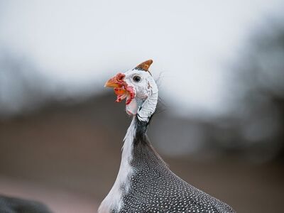 guinea fowl, bird, nature, outdoor, wildlife, crowned bird, bird head, white, jewel, beak, bird counting, pecking, profile, beautiful, feathers, eyes, bird beak, bird watching, red, bird breed