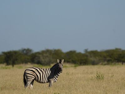 zebra, plains zebra, african zebra, etosha, etosha national park, namibia, africa, african wildlife, wild animal, savannah, grassland, nature, wilderness, free living, natural habitat, safari, national park, animal photography, nature photography, wildlife photography, african safari, landscape, animals, trees