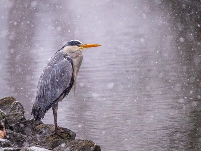 bird, heron, wing, beak, long beak, feathered animal, grey heron, outdoors, sitting bird, wildlife, bird watching, animal, nature, ornithology, winter, snow, frost, animal photography