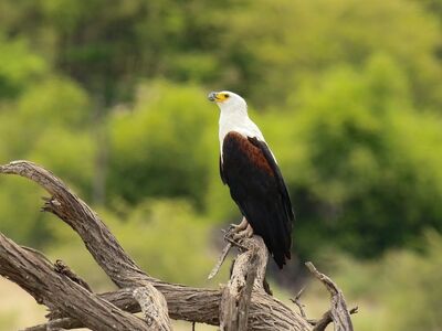 african fish eagle, bird of prey, white head, brown body, standing on branch, nature, wilderness, green background, wild bird, savanna, kruger park, africa, hooked beak, impressive bird, feeding, calm, sauron's nest, winged predator, birdwatching