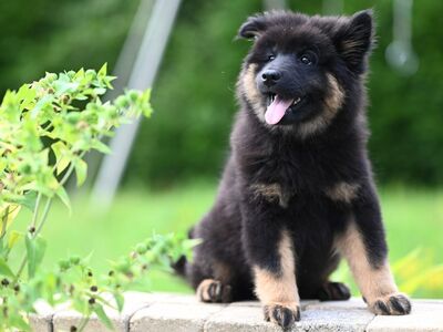 eurasier puppy, dog, puppy, canine, animal
